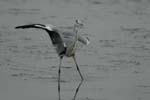 071027_herons_ibis_218