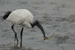 071027_herons_ibis_257