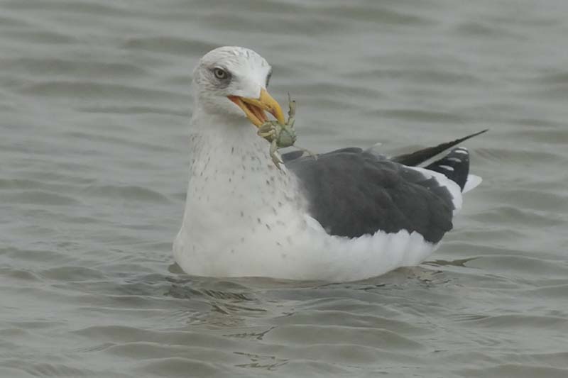 071227_LT_Goeland_259