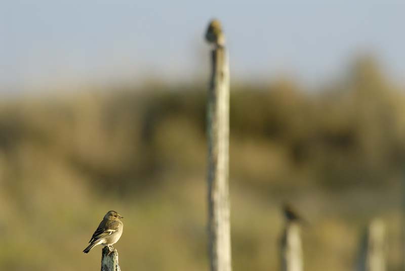 071231_LT_Oiseaux_61