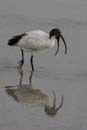 071227_LT_Ibis_047