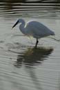 071230_LT_Aigrette__028