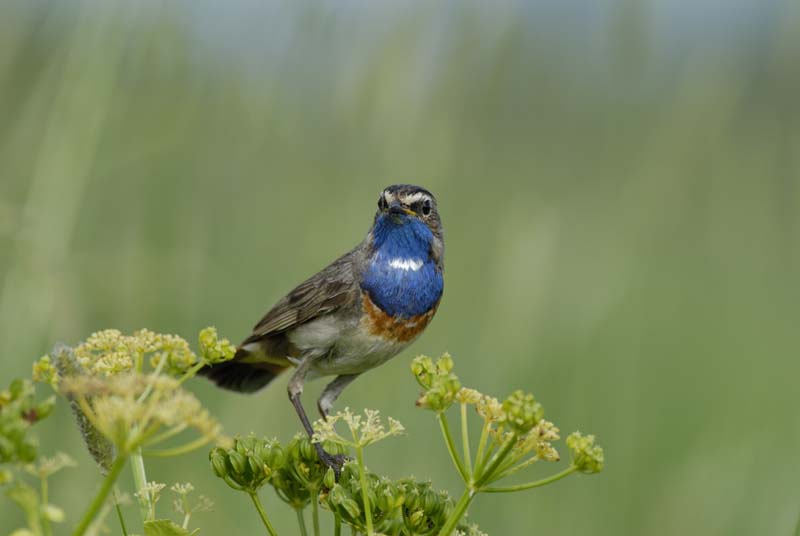 080518_LT_GorgeBleue_312
