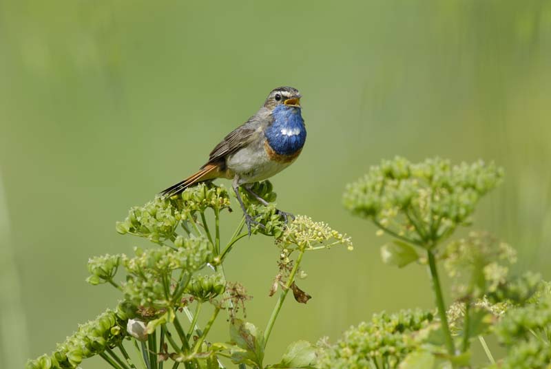 080518_LT_GorgeBleue_410