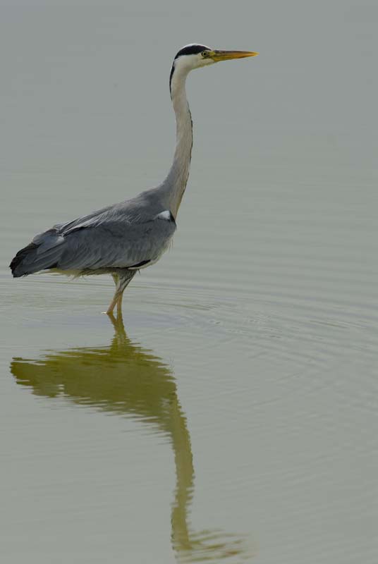 080518_LT_Heron_429