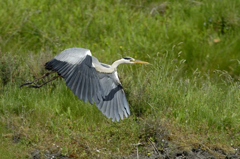 080518_LT_Heron_465