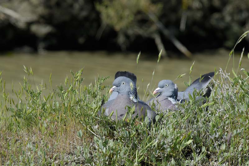 080518_LT_Pigeons_002