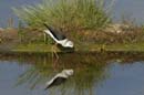 080518_LT_Echasses_blanches_068
