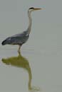 080518_LT_Heron_429