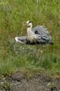 080518_LT_Heron_458