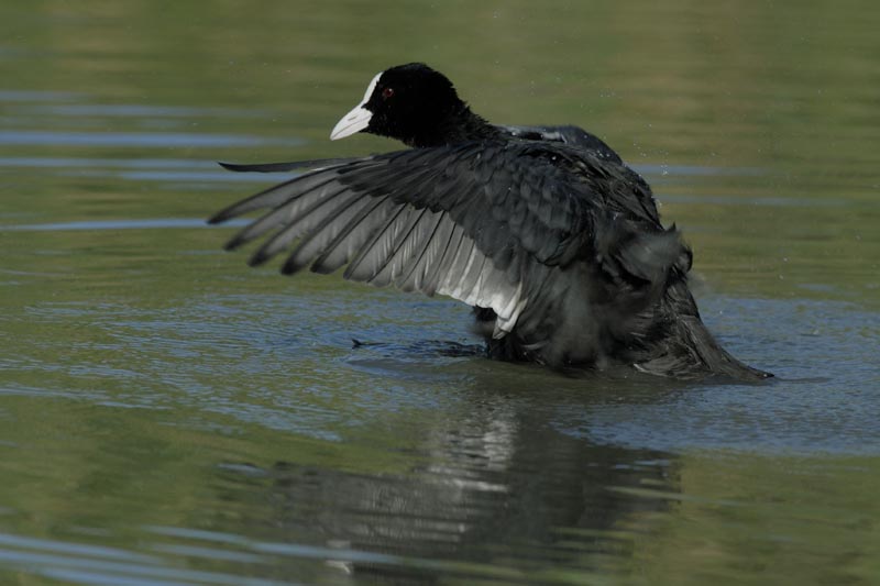 080806_Camargue_Foulques_291