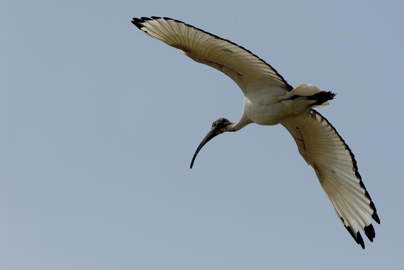 080817_LT_Ibis_212