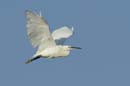 080806_Camargue_Aigrettes_489