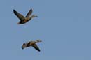 080806_Camargue_Colverts_218
