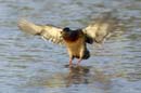080806_Camargue_Colverts_697