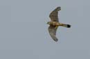080813_LT_Faucon_crecerelle_014