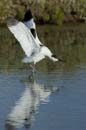 080817_LT_Avocettes_116