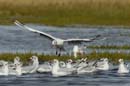 080817_LT_Mouettes_264
