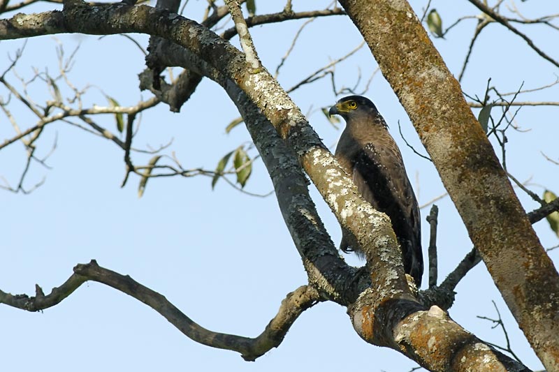 0360_Kaziranga_Hawk_Eagle_