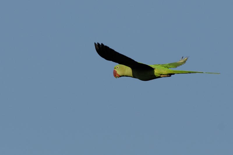 1702_Kaziranga_Rose_ringed_Parakeet_