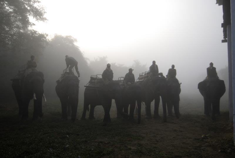 2335_Kazinranga_Elephant_Ride__