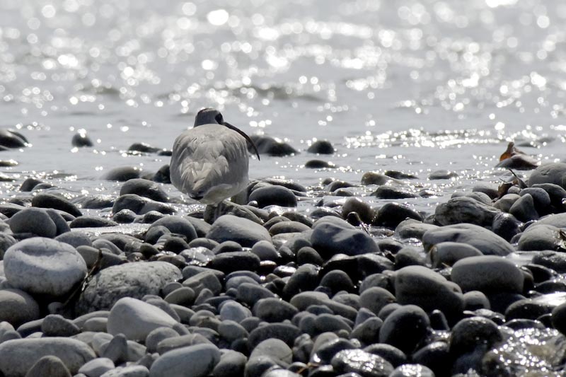 2942_Nameri_Ibisbill_