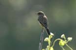 0385_Kaziranga__
