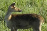 0846_Kaziranga_Barasinga_