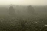 1343_Kaziranga_Landscape_