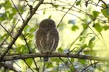 1616_Kaziranga_Asian_Barred_Owlet_