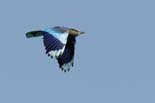 1871_Kaziranga_Indian_Roller_