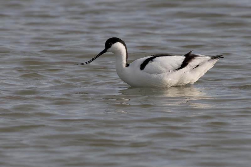 090413_LT_Avocettes_213__