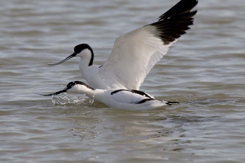 090413_LT_Avocettes_317__