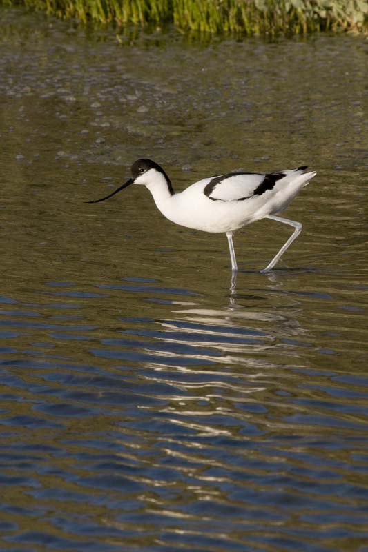 090502_038_LT_Avocettes