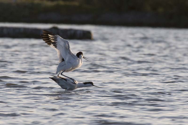 090502_053_LT_Avocettes