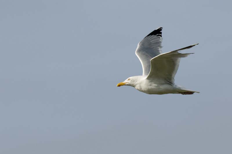 090502_270_LT_Goeland