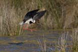 090413_LT_Echasses_elegantes_413_1_