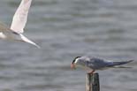 090502_156_LT_Sternes_pierre-garin