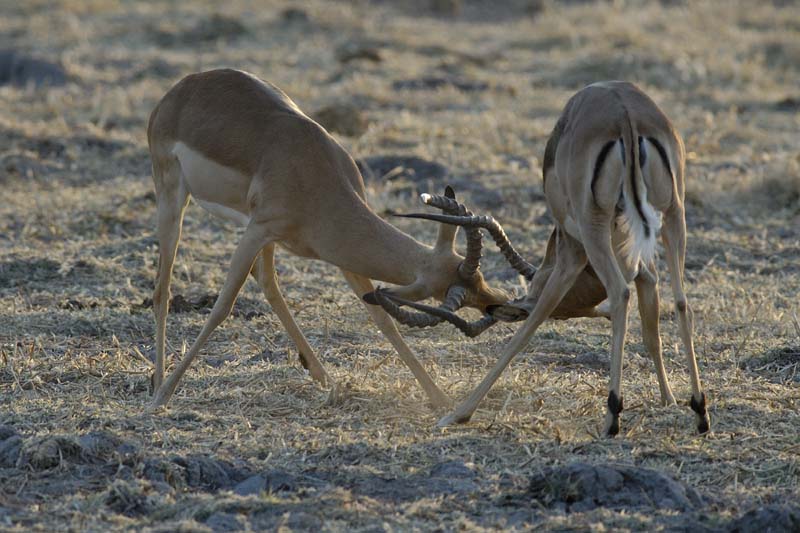 1073_Botswana_Xakanaxa_Impalas