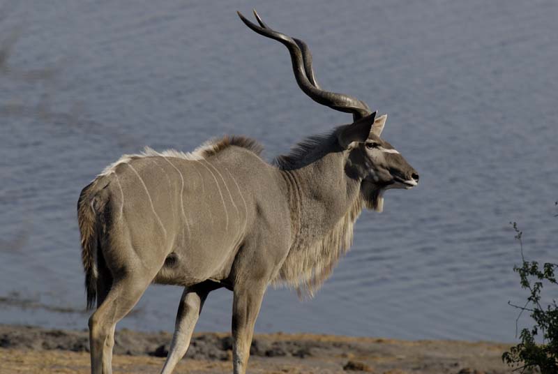 3687_Botswana_Chobe_Grand_Coudoux
