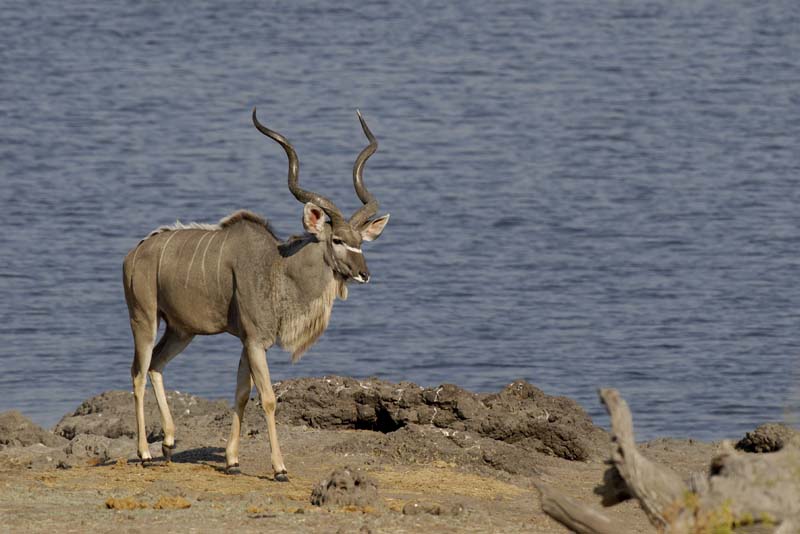 3698_Botswana_Chobe_Grand_Coudoux
