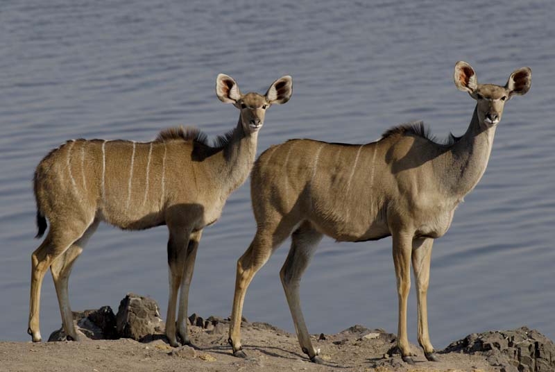 3708_Botswana_Chobe_Grand_Coudoux_femelles