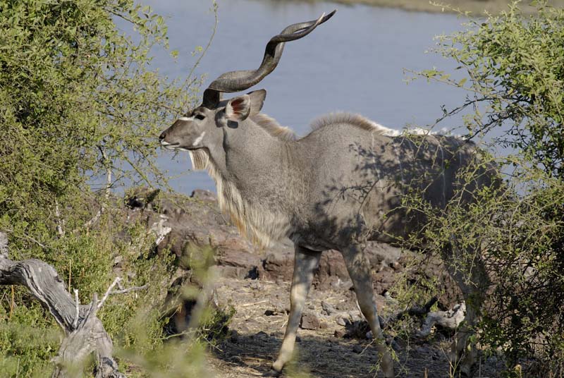 3714_Botswana_Chobe_Grand_Coudoux