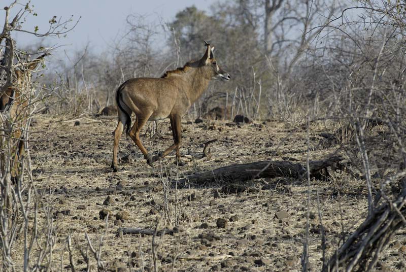 3894_Botswana_Chobe_Antilope_Rouan