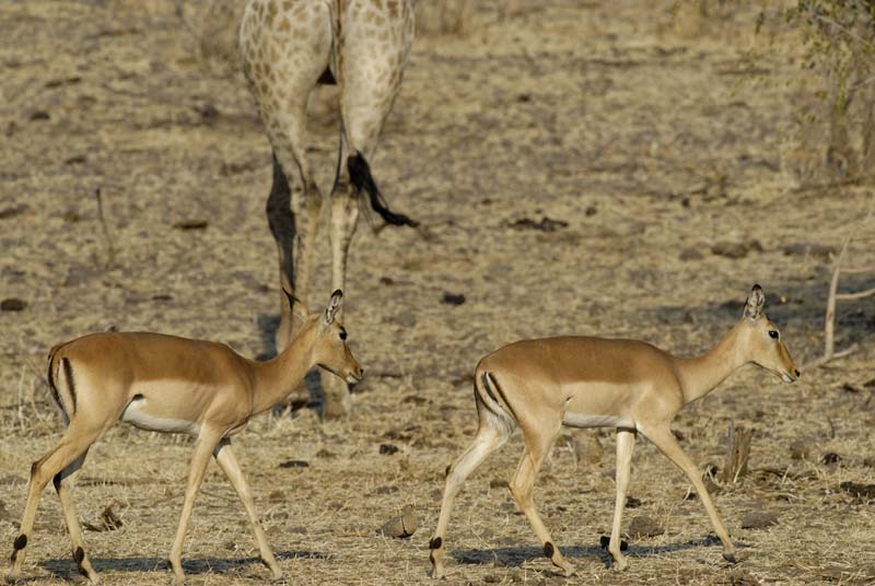 3909_Botswana_Chobe_Impalas