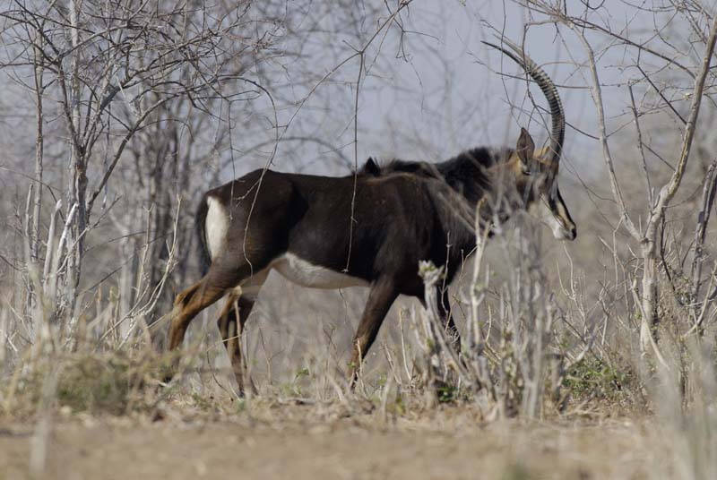 4968_Botswana_Chobe_Hippotragues_noirs