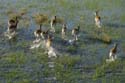 0169_Botswana_Maun_Red_lechwe