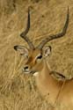0494_Botswana_Maun_Impala_1