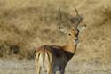 0495_Botswana_Maun_Impala