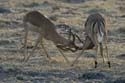 1073_Botswana_Xakanaxa_Impalas